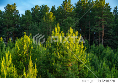 Lush Green Pine Forest with Vibrant Sunlit Foliage Against a Clear Sky in the Background, Showcasing Nature's Beauty and Serenity Lush Green Pine Forest with Vibrant Sunlit Foliage Against a Clear Sky in the Background, Showcasing Nature's Beauty and Serenity 141246776