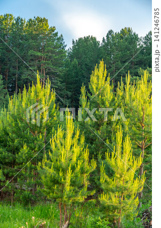 Vibrant Green Pine Trees Surrounded by Dense Forest Under a Bright Sky, Showcasing Nature's Beauty and the Essence of Woodland Life 141246785