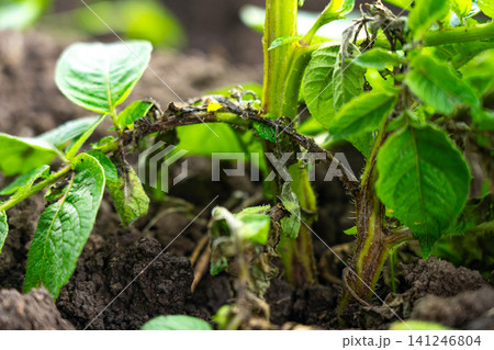 Close-Up of a Diseased Potato Leaf Showing Signs of Blight 141246804