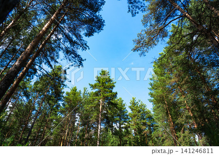 A Serene Canopy of Green: A Beautiful Perspective of Towering Pine Trees Surrounded by Clear Blue Skies in a Lush Forest Environment A Serene Canopy of Green: A Beautiful Perspective of Towering Pine Trees Surrounded by Clear Blue Skies in a Lush Forest Environment 141246811