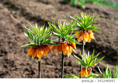 Vibrant Orange Flowers with Striking Green Foliage Blooming Against a Natural Earthy Background in a Garden Setting Vibrant Orange Flowers with Striking Green Foliage Blooming Against a Natural Earthy Background in a Garden Setting 141246841