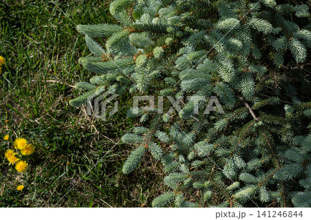 Vibrant Green Spruce Branches Intertwined with Bright Yellow Dandelions Against a Lush Grass Background, Showcasing Nature's Beautiful Contrast Vibrant Green Spruce Branches Intertwined with Bright Yellow Dandelions Against a Lush Grass Background, Showcasing Nature's Beautiful Contrast 141246844