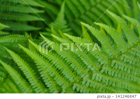 A Lush Display of Vibrant Green Fern Leaves Capturing the Essence and Beauty of Nature's Flora in a Serene Environment A Lush Display of Vibrant Green Fern Leaves Capturing the Essence and Beauty of Nature's Flora in a Serene Environment 141246847