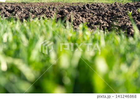 Vibrant Green Grass Overlooking Freshly Plowed Soil, Capturing the Essence of Agricultural Landscapes and Fertile Earth in Nature's Bounty Vibrant Green Grass Overlooking Freshly Plowed Soil, Capturing the Essence of Agricultural Landscapes and Fertile Earth in Nature's Bounty 141246868