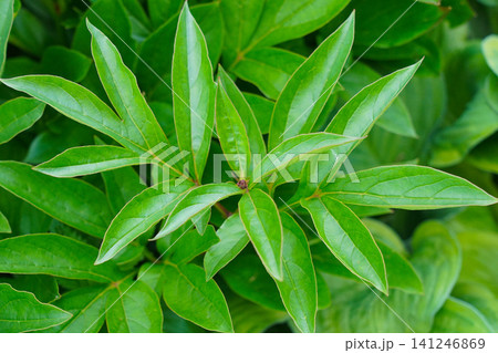 A Close-Up View of Lush Green Leaves, Showcasing Their Vibrant Color, Unique Texture, and Natural Patterns in a Fresh and Healthy Environment A Close-Up View of Lush Green Leaves, Showcasing Their Vibrant Color, Unique Texture, and Natural Patterns in a Fresh and Healthy Environment 141246869