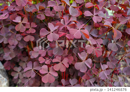 Vibrant Display of Red Clover Leaves Capturing Nature's Beauty and Unique Aesthetic in a Lush Garden Setting 141246876