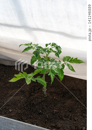 Growing a Young Tomato Plant in a Greenhouse Environment with Rich Soil for Optimal Growth and Development Growing a Young Tomato Plant in a Greenhouse Environment with Rich Soil for Optimal Growth and Development 141246889