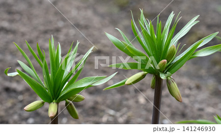 Vibrant Green Budding Plants Displaying Fresh Leaves and Flower Buds in a Natural Garden Environment Vibrant Green Budding Plants Displaying Fresh Leaves and Flower Buds in a Natural Garden Environment 141246930