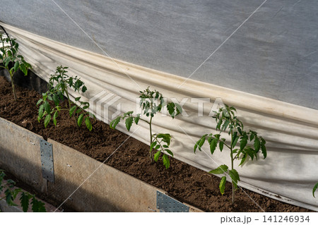 Nurturing Greenery: Tomato Seedlings Growing in a Controlled Environment with Soft Fabric Cover for Protection and Optimal Conditions Nurturing Greenery: Tomato Seedlings Growing in a Controlled Environment with Soft Fabric Cover for Protection and Optimal Conditions 141246934