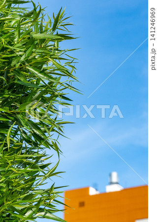 Lush Green Bamboo Against a Clear Blue Sky and Orange Building in the Background 141246969