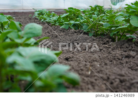 Vibrant Green Potato Plants Thriving in Rich Brown Soil Under a Protective Covering in a Garden Setting Vibrant Green Potato Plants Thriving in Rich Brown Soil Under a Protective Covering in a Garden Setting 141246989