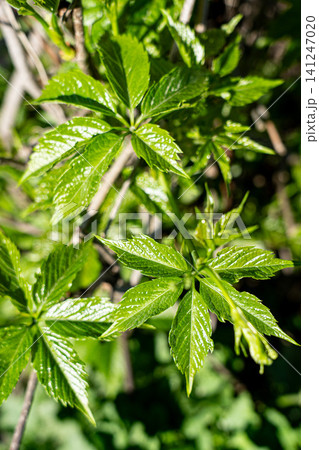 Vibrant Green Leaves Showcasing the Freshness and Lushness of Nature in a Sunlit Environment, Highlighting the Beauty of Plant Life. 141247020