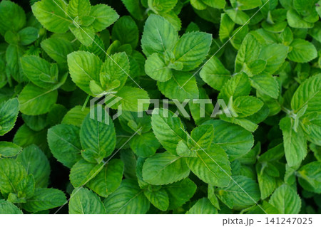 Vibrant Green Mint Leaves: A Refreshing Display of Nature's Aromatic Herb in Full Bloom, Showcasing its Exquisite Texture and Lush Foliage 141247025