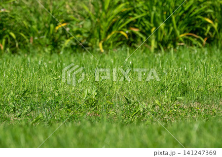 Green grass lawn in the backyard garden on a sunny summer day. 141247369