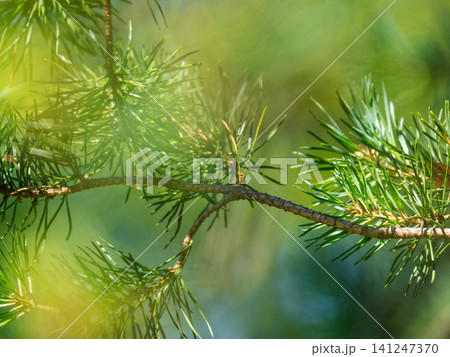 Close-up of a pine tree branch with green needles in bright golden sunlight on a blurred natural forest background. Close-up of a pine tree branch with green needles in bright golden sunlight on a blurred natural forest background. 141247370