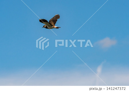 Natural background with a bird in flight against a cloudy blue sky. Natural background with a bird in flight against a cloudy blue sky. 141247372