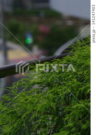 雨に濡れた植物 141247403