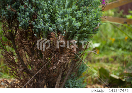 Green coniferous tree with dried branches. Evergreens turning brown inside Green coniferous tree with dried branches. Evergreens turning brown inside 141247473