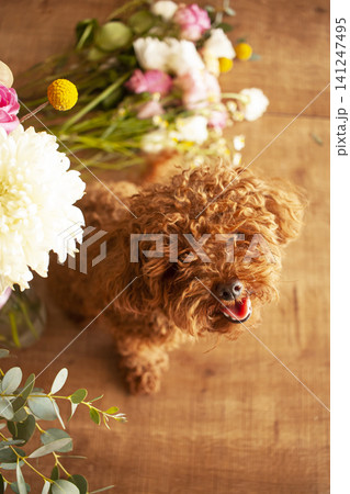 Cute little toy poodle or maltipoo puppy sitting on flowers background Cute little toy poodle or maltipoo puppy sitting on flowers background 141247495