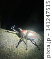 大樹に住むカブトムシ 141247515