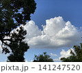 大樹と青い空 141247520