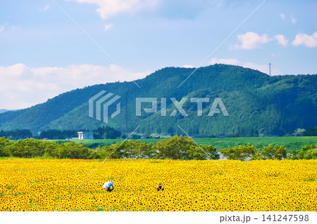 おおくま花畑(ひまわり畑)【宮城県亘理郡亘理町】 おおくま花畑(ひまわり畑)【宮城県亘理郡亘理町】 141247598