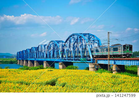 おおくま花畑のヒマワリと阿武隈川橋りょうを走る電車（宮城県亘理郡亘理町） 141247599