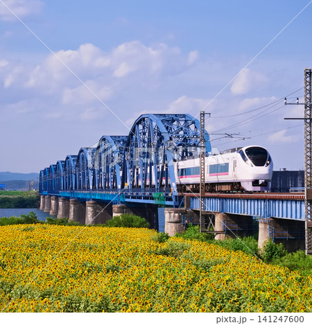 おおくま花畑のヒマワリと阿武隈川橋りょうを走る特急電車(宮城県亘理郡亘理町) おおくま花畑のヒマワリと阿武隈川橋りょうを走る特急電車(宮城県亘理郡亘理町) 141247600