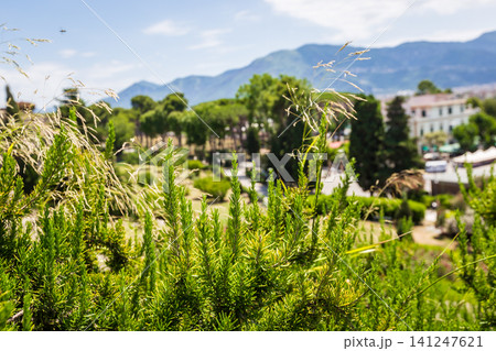 Fresh Rosemary Herb grow outdoor. Fresh Rosemary Herb grow outdoor. 141247621