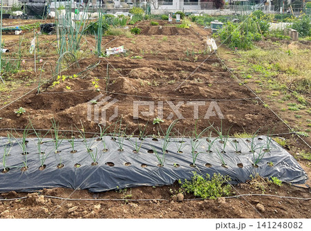 住宅街近くの区画貸し市民農園、黒マルチで長ネギ栽培の畑 住宅街近くの区画貸し市民農園、黒マルチで長ネギ栽培の畑 141248082