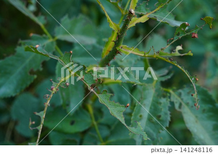 A close-up photo of a rose bush with gnawed leaves. Agricultural pests and their consequences, protection from damage A close-up photo of a rose bush with gnawed leaves. Agricultural pests and their consequences, protection from damage 141248116