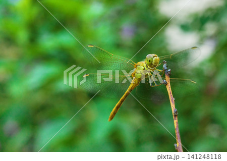 Smiling yellow-green dragonfly looking at the camera, which stands on the tips of a dry branch against a blurred background of natural vegetation. Emotions on the faces of animals Smiling yellow-green dragonfly looking at the camera, which stands on the tips of a dry branch against a blurred background of natural vegetation. Emotions on the faces of animals 141248118