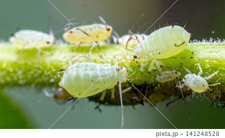 Green aphids on plant stem macro close-up 141248528