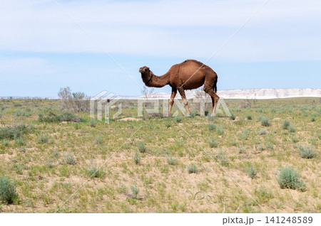 Camel walking across grassy landscape under blue sky in desert region Camel walking across grassy landscape under blue sky in desert region 141248589
