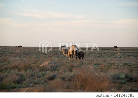 Bactrian camels walking across a vast grassland landscape at sunset 141248593