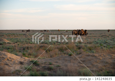 Herd of camels grazing on grassland under a clear sky at sunset Herd of camels grazing on grassland under a clear sky at sunset 141248635