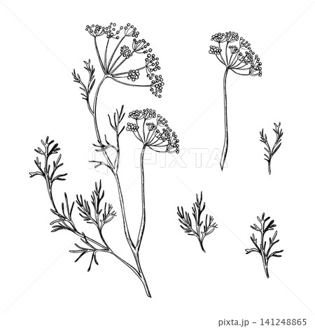 Dill set. Whole plant, Umbel with detailed seed head and leaves. Black and white sketch. Botanical hand drawn illustration. Perfect for herbal packaging, organic food branding, spice labels, kitchen 141248865