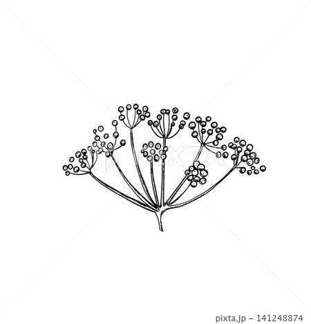 Dill flower umbel with detailed seed heads drawn in minimalist black ink sketch style. Botanical hand drawn illustration. Perfect for herbal packaging, organic food branding, spice labels, kitchen Dill flower umbel with detailed seed heads drawn in minimalist black ink sketch style. Botanical hand drawn illustration. Perfect for herbal packaging, organic food branding, spice labels, kitchen 141248874
