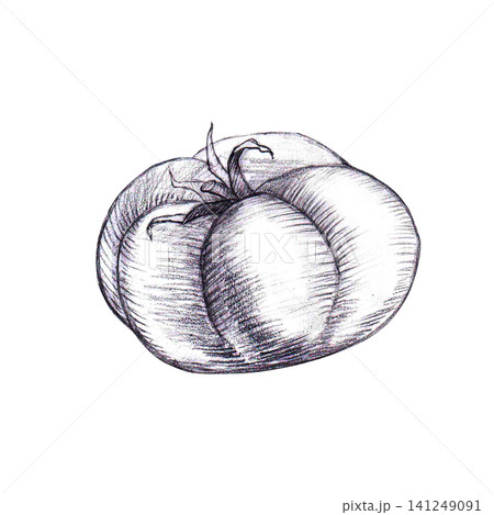 Beefsteak Tomato hand drawing black and white Graphite pencil sketch. Isolated vegetable graphic element for fresh clean organic food packaging, farm-to-table menus branding, healthy agricultural. Beefsteak Tomato hand drawing black and white Graphite pencil sketch. Isolated vegetable graphic element for fresh clean organic food packaging, farm-to-table menus branding, healthy agricultural. 141249091