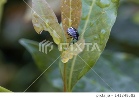 Nezara viridula stink bug nymph on a wet laurel leaf in Georgia Nezara viridula stink bug nymph on a wet laurel leaf in Georgia 141249382