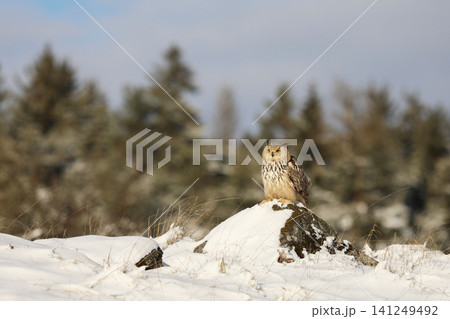 Big Eastern Siberian Eagle Owl, Bubo bubo sibiricus, perching on hillock with snow in the forest, winter scene Big Eastern Siberian Eagle Owl, Bubo bubo sibiricus, perching on hillock with snow in the forest, winter scene 141249492