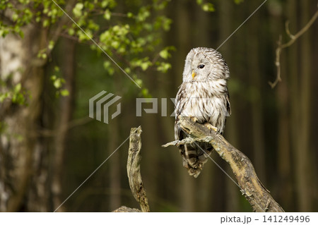 Ural Owl, Strix uralensis, sitting on tree branch, in green forest, Wildlife scene from nature. Owl in the forest habitat, Sumava NP, Czech Republic Ural Owl, Strix uralensis, sitting on tree branch, in green forest, Wildlife scene from nature. Owl in the forest habitat, Sumava NP, Czech Republic 141249496