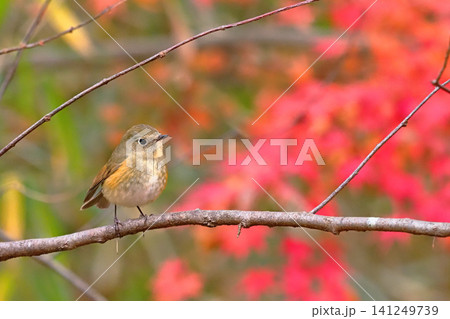 ルリビタキ(オス若鳥)とモミジ紅葉 ルリビタキ(オス若鳥)とモミジ紅葉 141249739