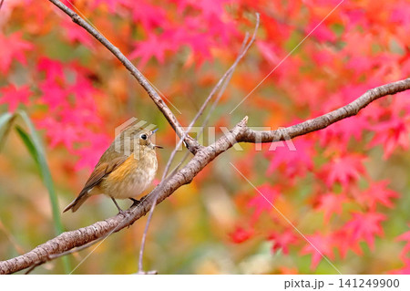 ルリビタキ(オス若鳥)とモミジ紅葉 ルリビタキ(オス若鳥)とモミジ紅葉 141249900