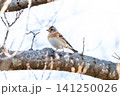 【アトリ】木の枝で休憩するアトリ 【アトリ】木の枝で休憩するアトリ 141250026