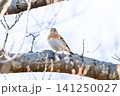 【アトリ】木の枝で休憩するアトリ 【アトリ】木の枝で休憩するアトリ 141250027