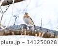 【アトリ】木の枝で休憩するアトリ 【アトリ】木の枝で休憩するアトリ 141250028