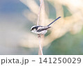 【エナガ】公園の木の枝に止めるエナガ 【エナガ】公園の木の枝に止めるエナガ 141250029