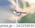 【エナガ】公園の木の枝に止めるエナガ 【エナガ】公園の木の枝に止めるエナガ 141250030