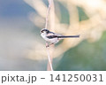 【エナガ】公園の木の枝に止めるエナガ 【エナガ】公園の木の枝に止めるエナガ 141250031